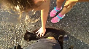 Черный кот с нами подружился