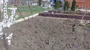 Абрикос зацвел, но плодов не будет