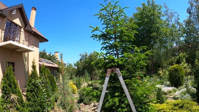 Прививка пихты Нордмана (Пихта Кавказская)