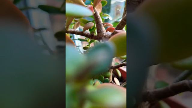 Толстянка съёмка в 4к смотреть онлайн