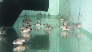 Коридорас панда (corydoras panda). Рекомендации по содержанию, кормлению, разведению