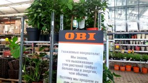 ?ОБИ?УЦЕНКА КОМНАТНЫХ ЦВЕТОВ??