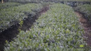 Производство зеленого чая Чуань Люй Ча (мао фэн) в Мэндине