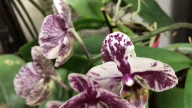 Оригинальные сорта фаленопсис цветут! смотреть онлайн