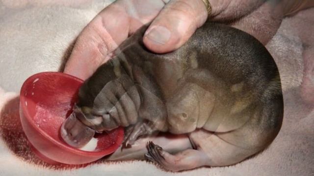 Утконос Необычные животные Уникальные животные смотреть онлайн