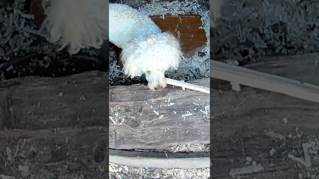 Лаки и палка.??