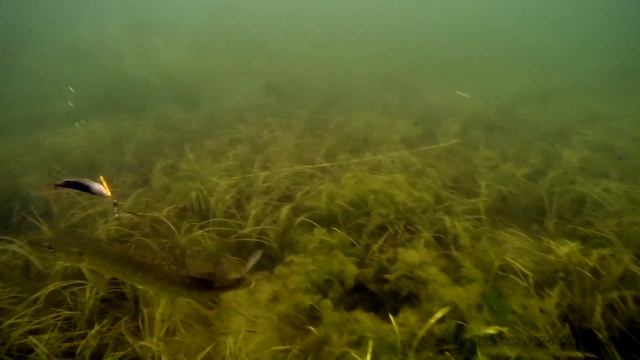 Pike attacks: POV action camera on RC bait boat fishing test. смотреть онлайн