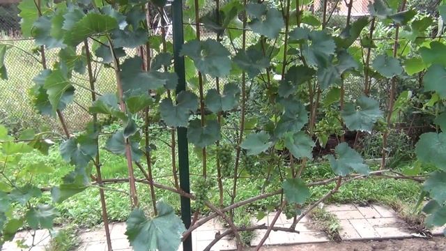 ВИНОГРАД и РОЗЫ Андрея Назарова. Чеховский район. В гостях у друзей