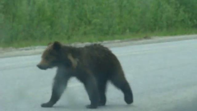 Медведи на трассе Ханты-Мансийск - Горноправдинск2 смотреть онлайн