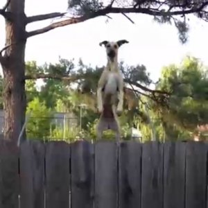 Собака на батуте прыгает
