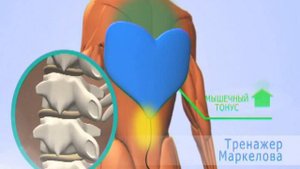 Принцип работы тренажера Маркелова