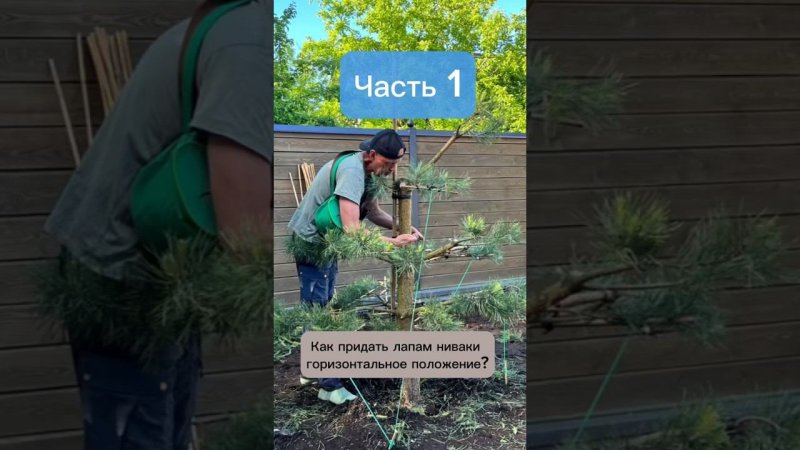 Как придать лапам ниваки горизонтальное положение? Часть 1. #ниваки #бонсай #хвойные #сад