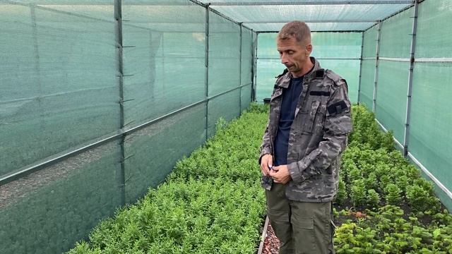 Туя западная колоновидная Колумна в 4 х летнем возрасте,на сезон осень 2021 года. смотреть онлайн