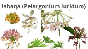 Pelargonium luridum (Ishaqa / Ishwaqa)