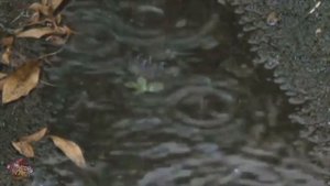 #ЛИСТОПАД #Иван_Бунин #стихи