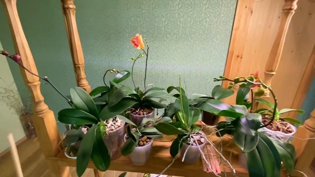орхидея в УГЛЯХ через 7 месяцев, цветонос орхидеи и корни растут лучше в СМЕШАННОМ грунте