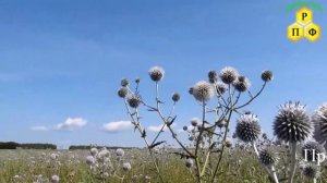 Срок посева медоносов весной