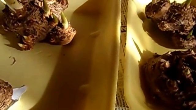 Подращивание клубневых калл сухим способом.