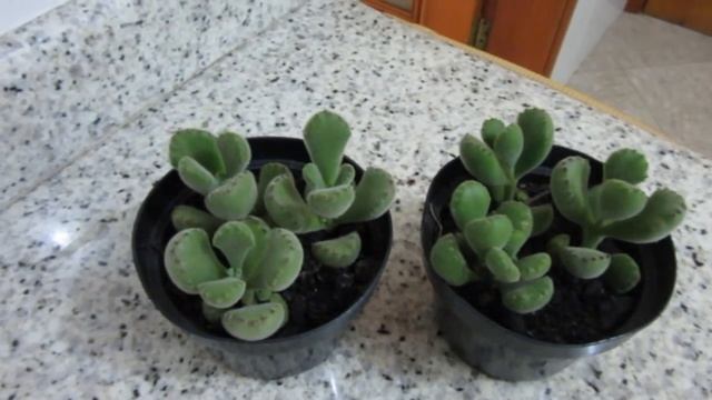 #Suculentadodia! | Cotyledon Tomentosa / Pata de urso смотреть онлайн