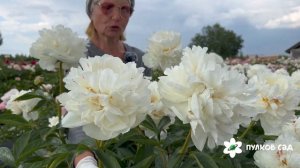 Mary E Nicholls peony. Мэри Е. Николс пион. Пулков сад