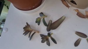 Эхиверия Карниколор Carnicolor Пульвината Pulvinata. Как размножить эхеверии листом #echeveria