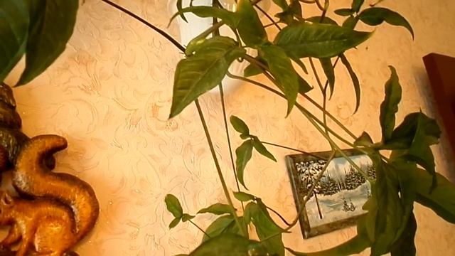 Мои комнатные цветы  часть 2 хлорофитум, сингониум и др