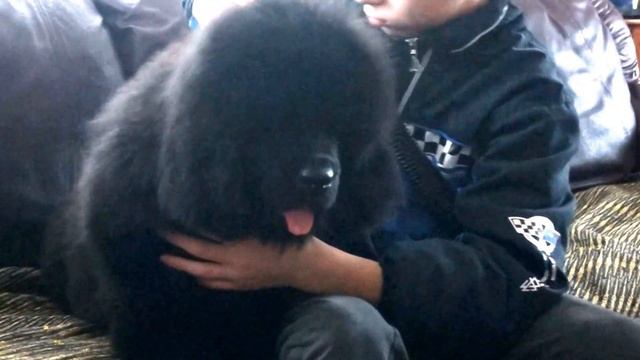 Варвара 3 месяца (щенки ньюфаундленда) смотреть онлайн