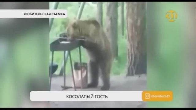 В Восточном Казахстане нашествие медведей смотреть онлайн