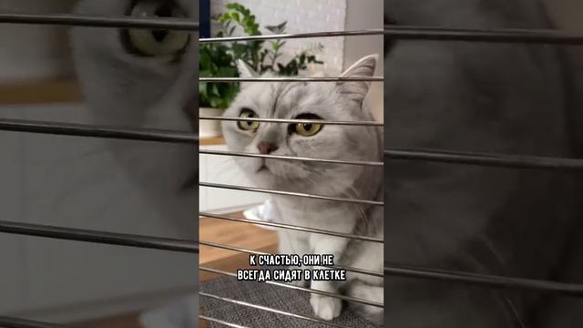 Шок! Как живут кошки в Китае #кот #кошка #коты смотреть онлайн