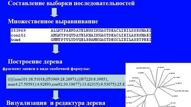 ФИЛОГЕНЕТИЧЕСКИЕ ДЕРЕВЬЯ. Биология