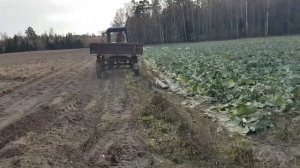 Уборка капусты белокочанной сорт атрия  на заказ  2022 - мтз 80 и 2птс4 в действии