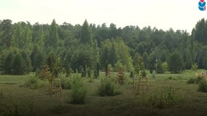 Обновление дендрологического парка в Тольятти