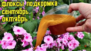 После или во время цветения подкормите флоксы в сентябре октябре этим для всегда пышных цветов!