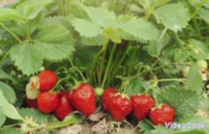 как сожать клубнику быстро и легко