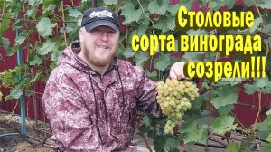 Столовые сорта винограда созрели.