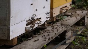 Пчелы атакуют соседний улей