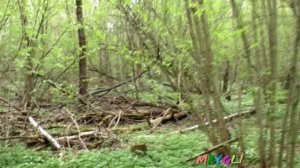 Грибы в мае. Саркосцифа. Строчок. Трутовик -куриное мясо..mpg