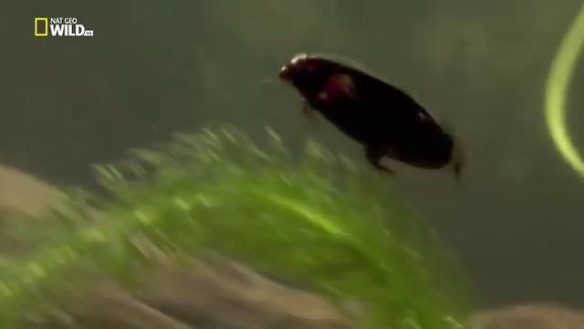 Удивительные насекомые (Жук плавунец) смотреть онлайн