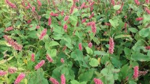 6 сортов горца стеблеобъемлющего