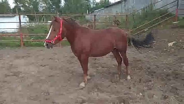 Жеребчик породы русский тяжеловоз (436-1)
