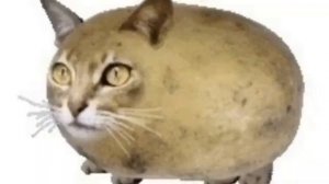 Мышка - сосиска, собачка - жвачка, кошка - картошка мем