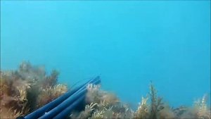 Подводная охота на Лобана в Чёрном море. Крым.