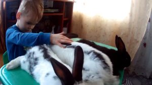 Крольчата  Мама Немецкий Строкач  Папа Калифорния  Чем лечить стамотид у Кроликов