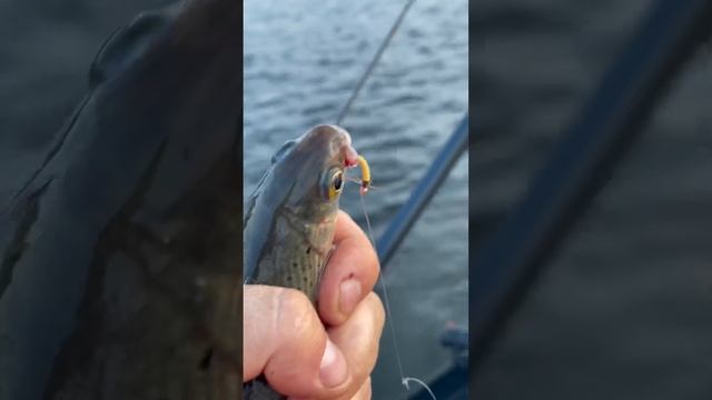 Короткий отчёт с рабочими мушками и ночное пение птиц в конце, просто сказка! #рыбалка #мушки #огон