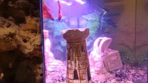 Рыбка петушок борется со своим отражением :D