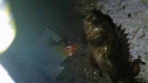 Рыбалка на Чёрном море ночью: скорпена (ёрш) на силиконовые приманки