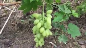Виноград Сильвер селекции Гусева С.Э. 2019г
