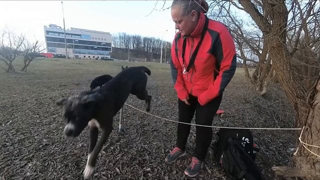 Переносной барьер. Игрушки для собак своими руками. смотреть онлайн