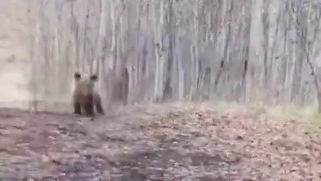 Медвежонок танцует [Little Bear Dancing]