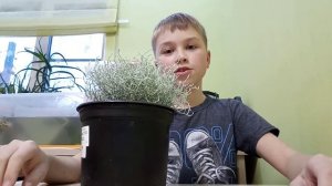 Калоцефалус brownii уход в домашних условиях